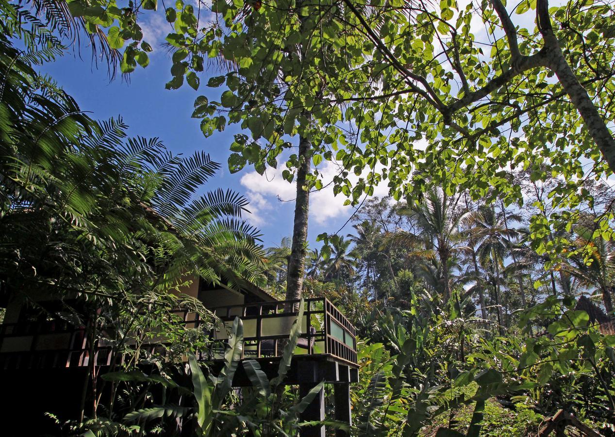 Alassari Plantation Selemadeg  Luaran gambar